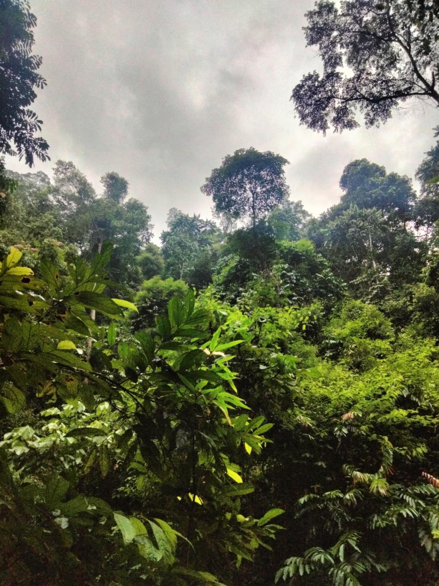 Wisma Batu Mandi Bukit Lawang Luaran gambar