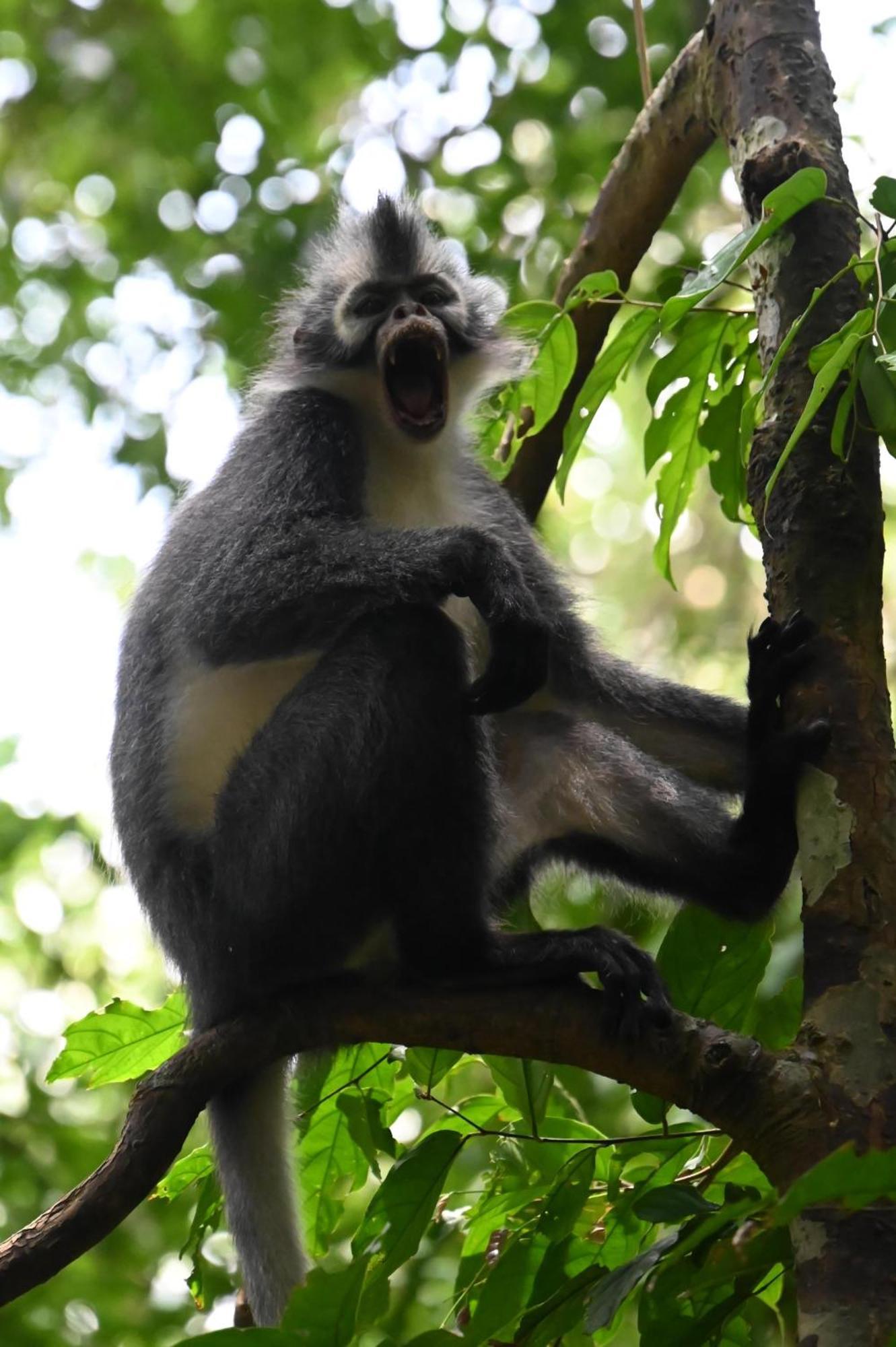 Wisma Batu Mandi Bukit Lawang Luaran gambar