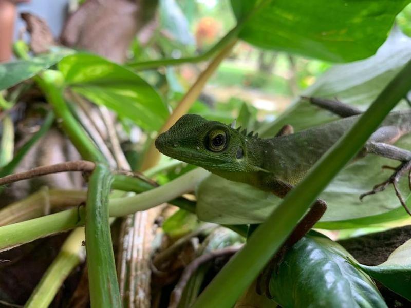 Wisma Batu Mandi Bukit Lawang Luaran gambar