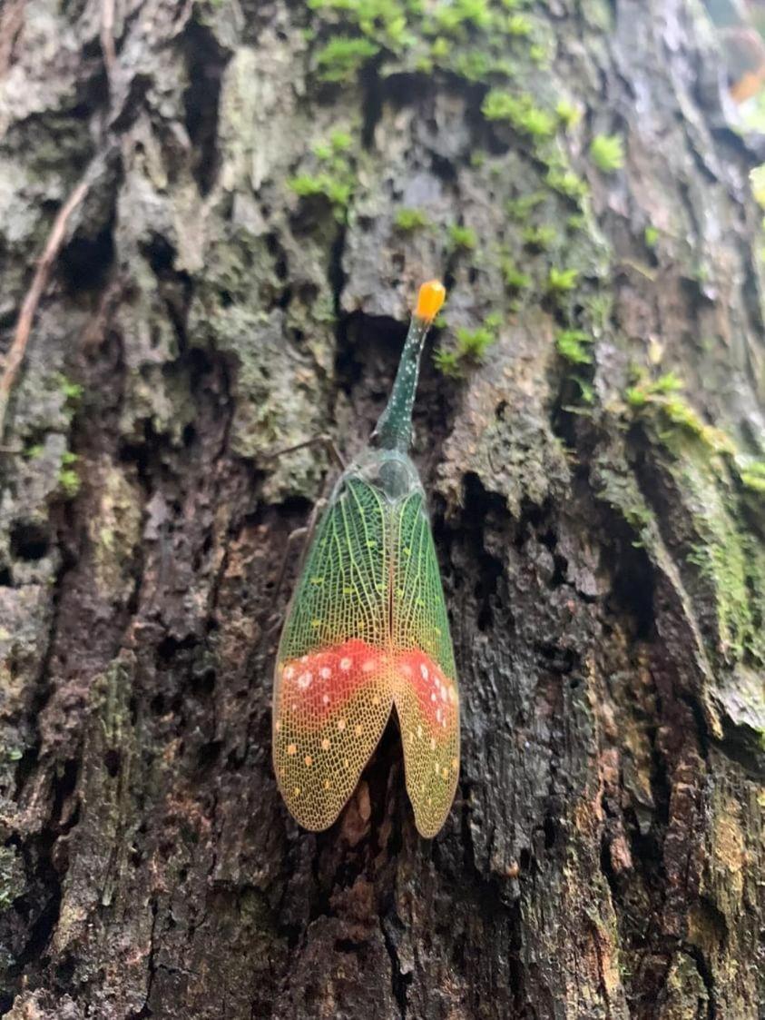 Wisma Batu Mandi Bukit Lawang Luaran gambar