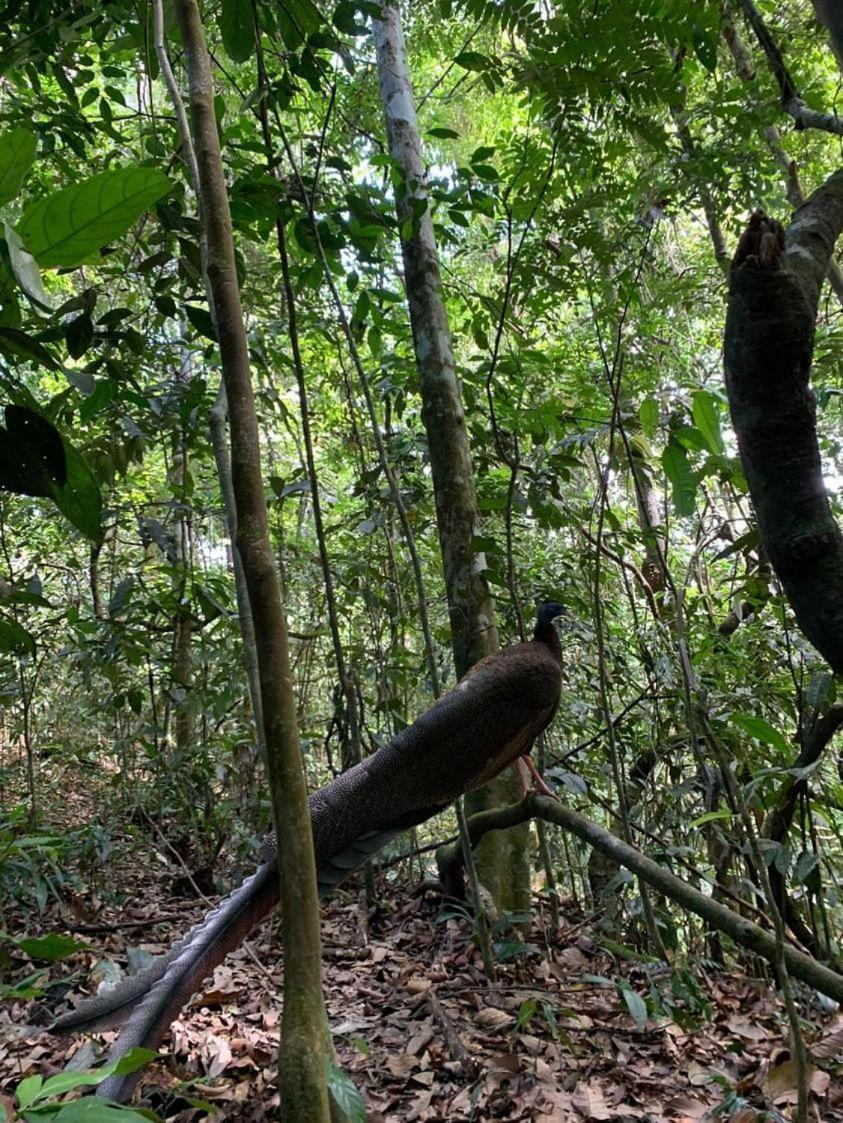 Wisma Batu Mandi Bukit Lawang Luaran gambar